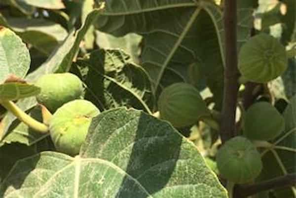 تصویر 5 از قیمت انجیر سفید نرم قم اعلاء + خرید باور نکردنی